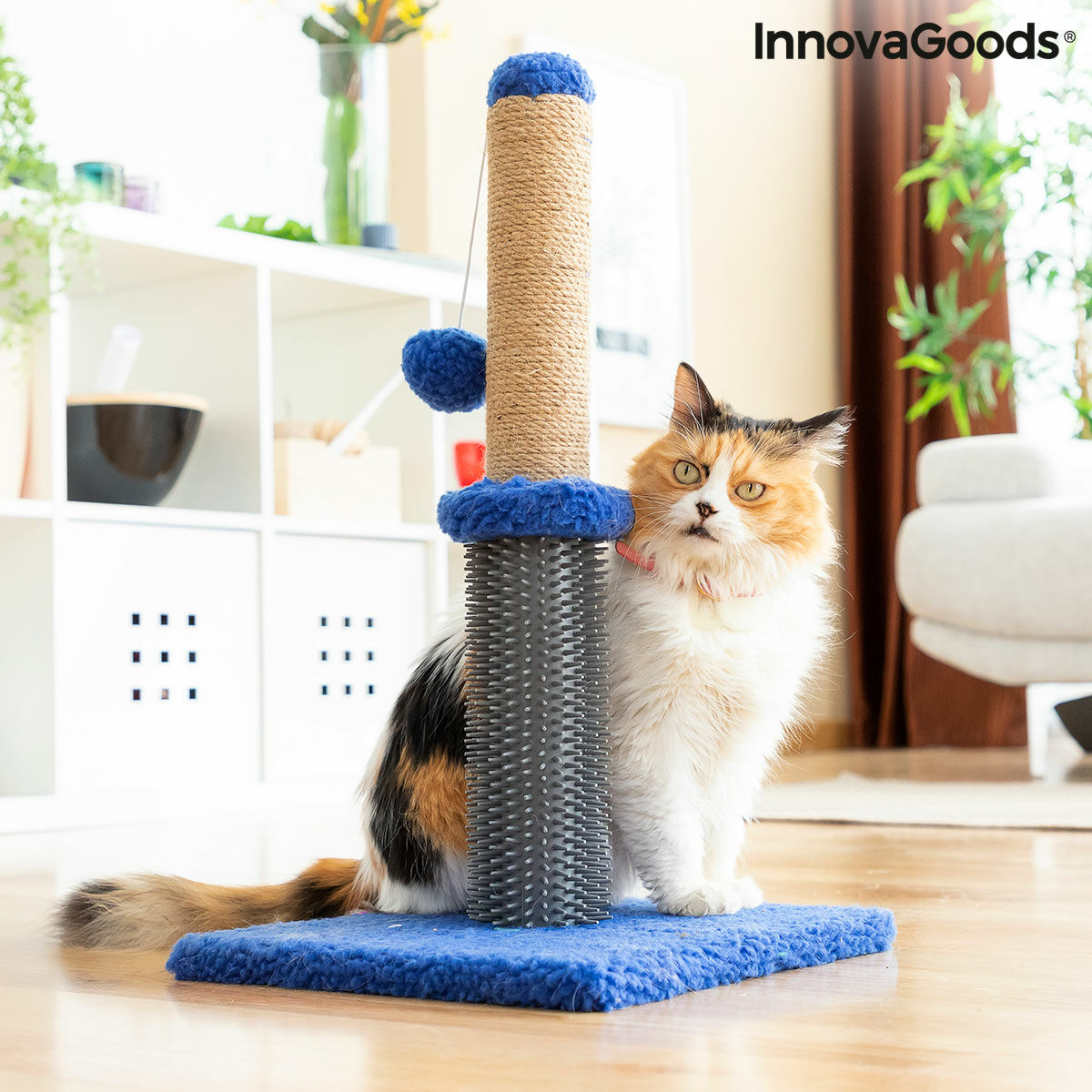 Cat Scratching and Massage