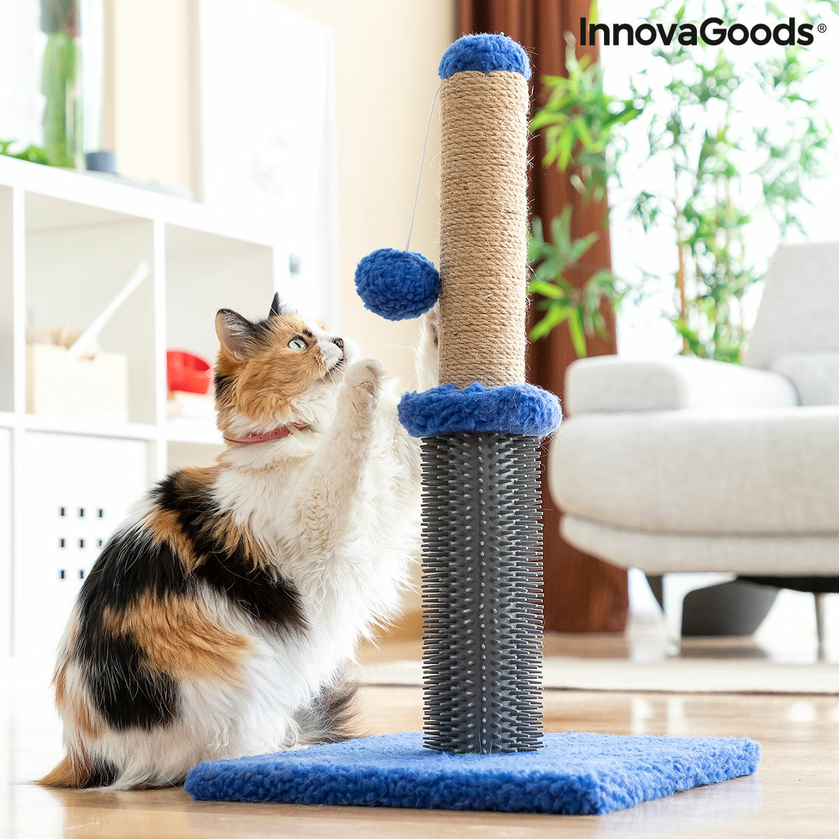 Cat Scratching and Massage