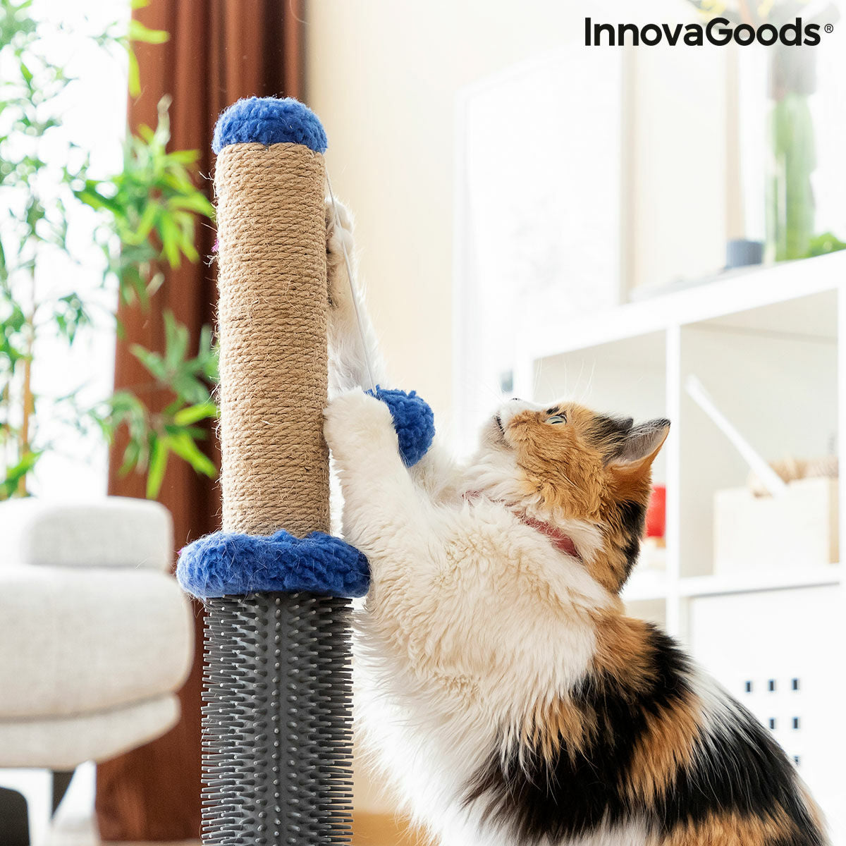 Cat Scratching and Massage