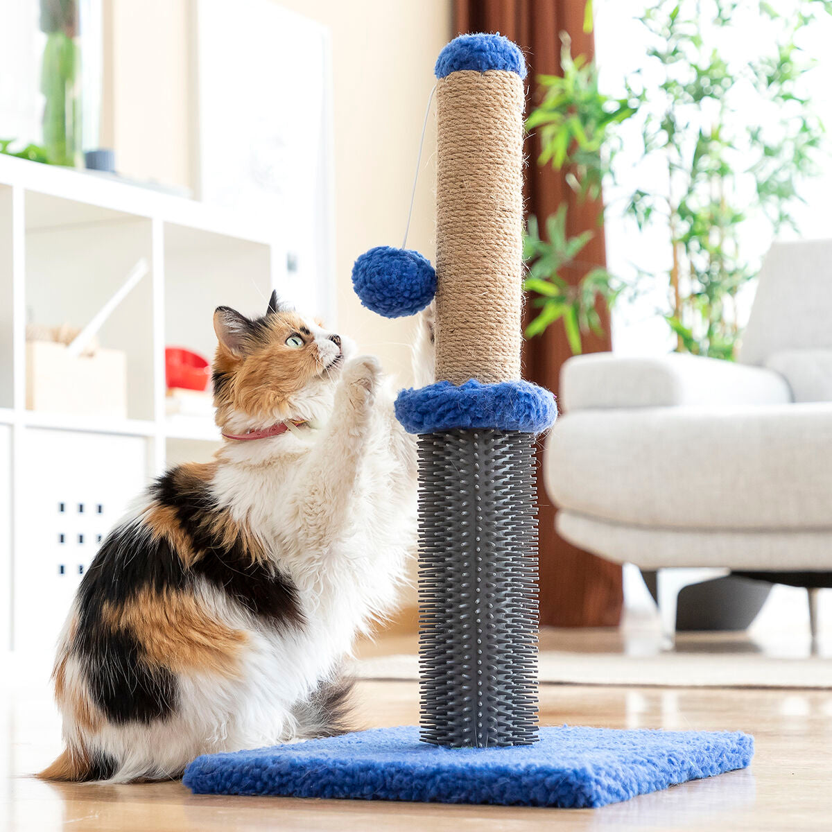Cat Scratching and Massage