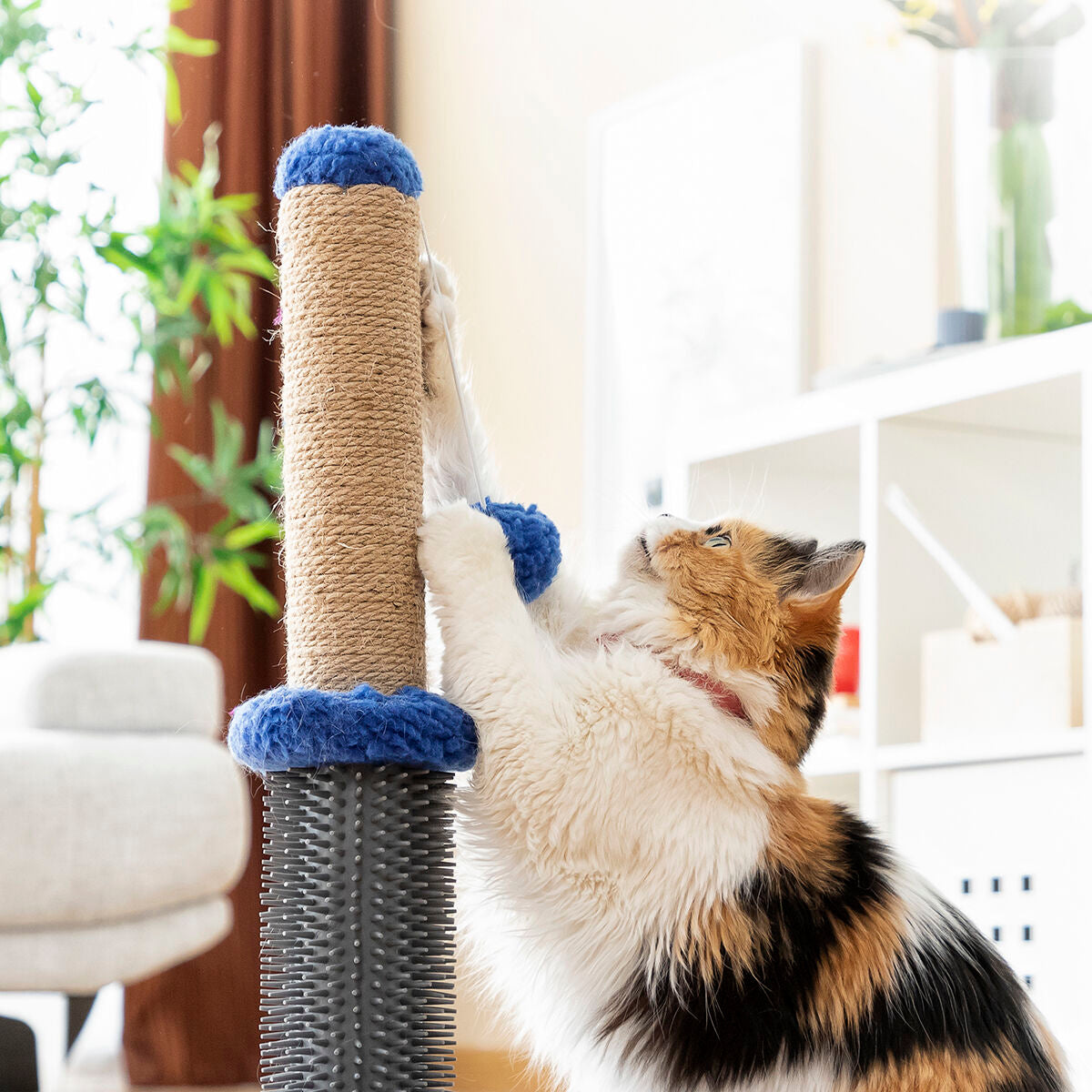 Cat Scratching and Massage