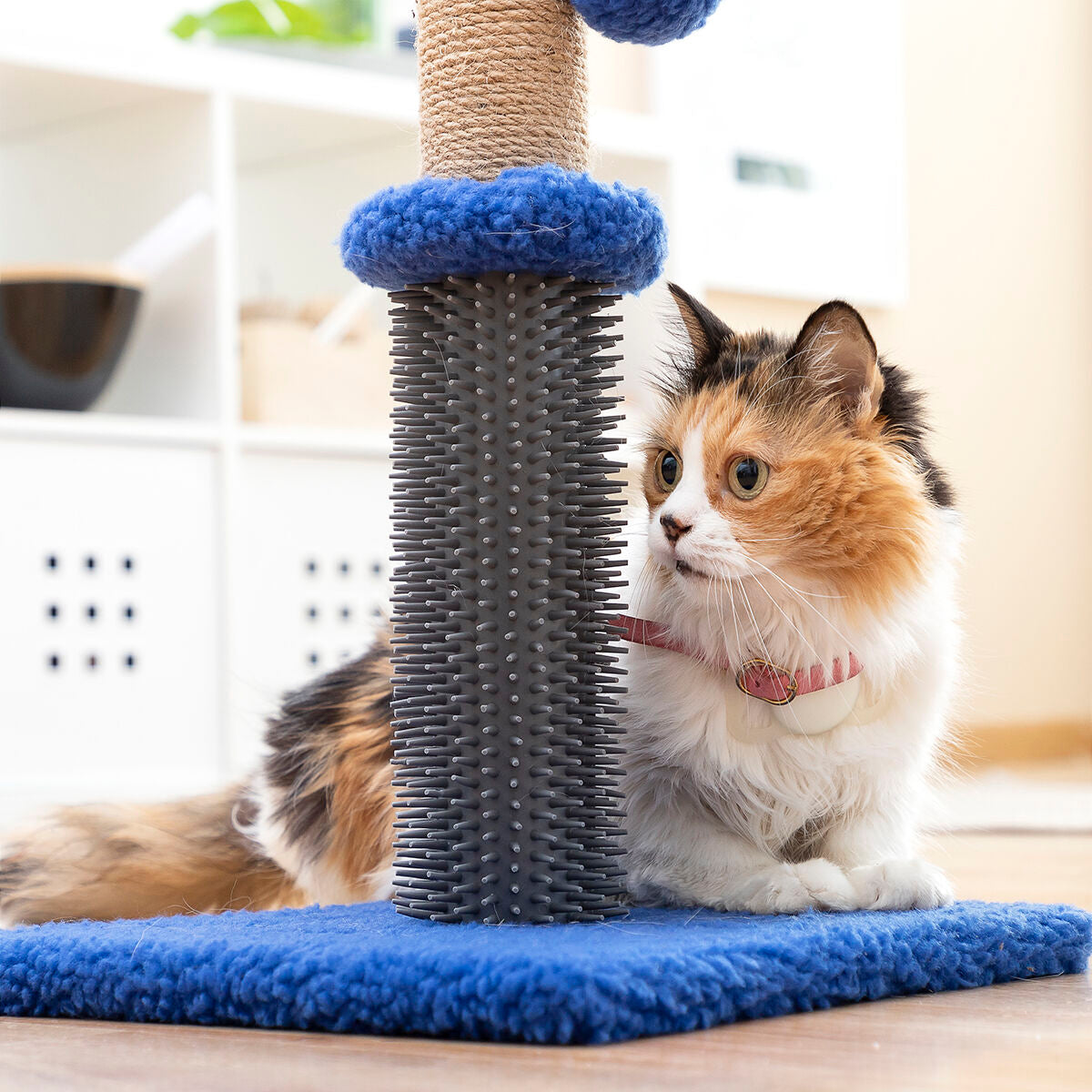 Cat Scratching and Massage